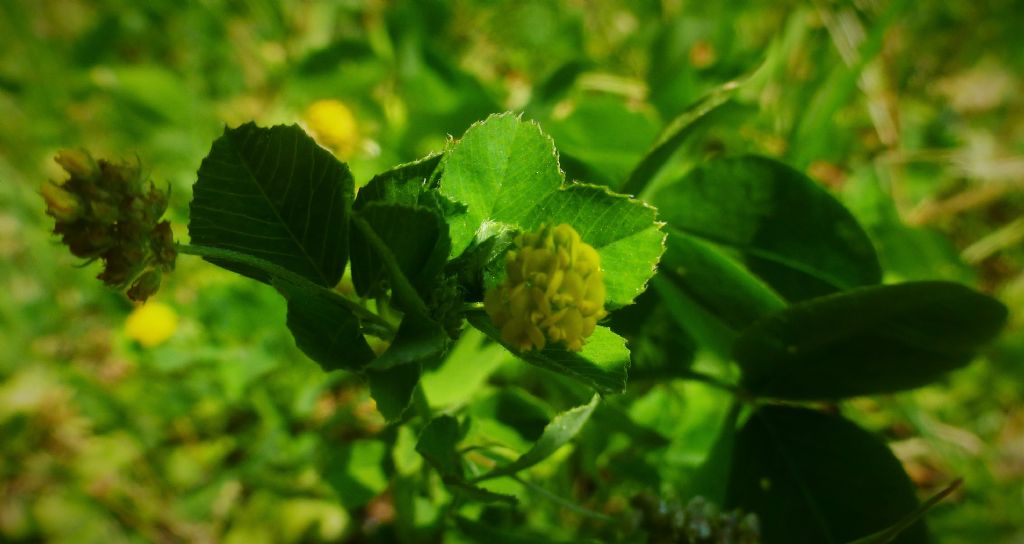 Medicago lupulina